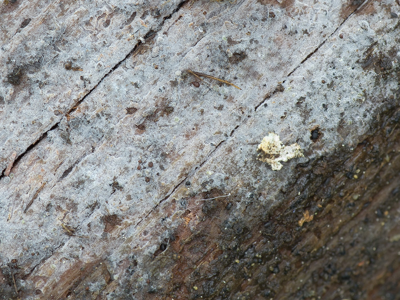 Hyphoderma definitum